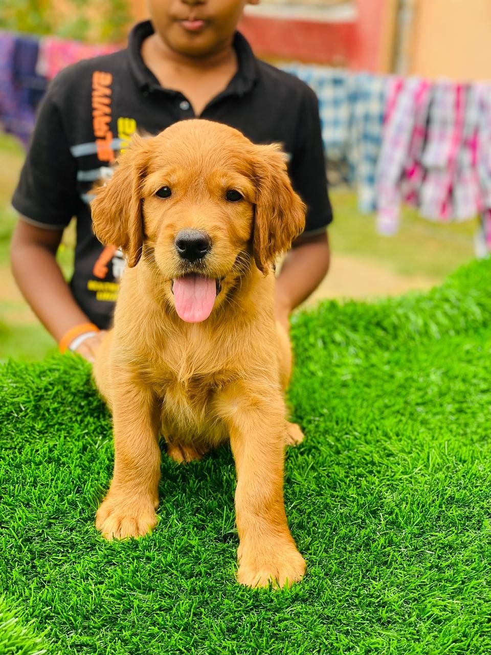 Golden Retriever puppy outdoors